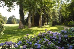 Hortensiensträucher auf der Pfaueninsel © SPSG (Foto: Hans Bach)